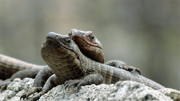 Lizards Steam Stone Wallpaper
