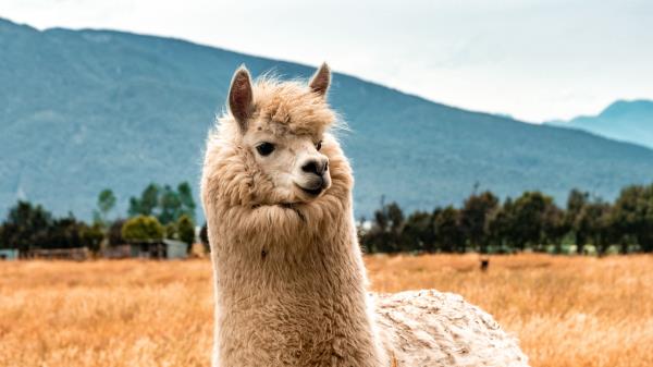 Llama Animal Fluffy Wallpaper