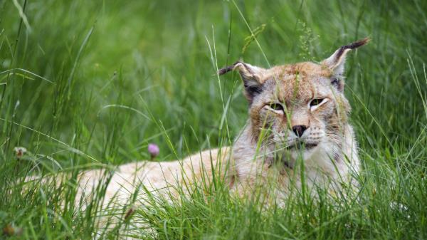 Lynx Big Cat Animal Wallpaper