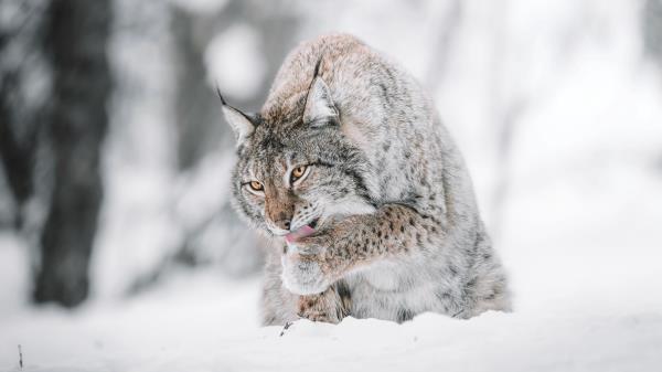 Lynx Big Cat Protruding Tongue Wallpaper