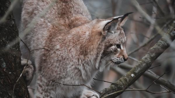Lynx Big Cat Tree Wallpaper