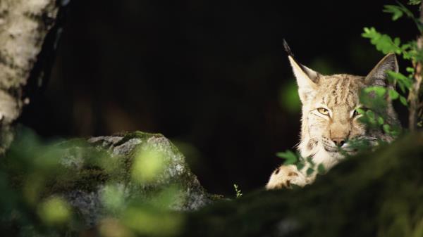 Lynx Forest Thickets Predator Wallpaper