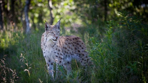 Lynx Predator Animal Wallpaper
