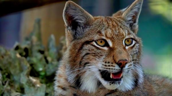 Lynx Predator Big Cat Wallpaper