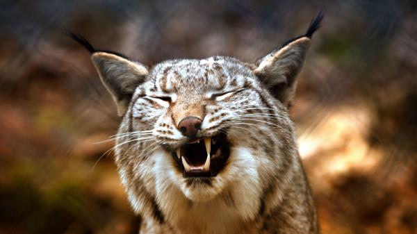 Lynx Predator Grin Wallpaper