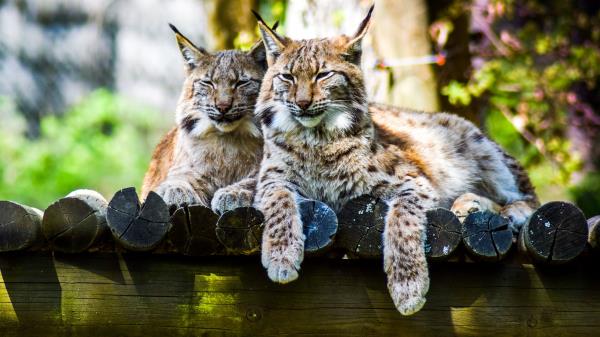 Lynx Predator Large Cat Wallpaper
