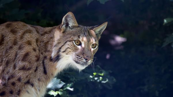 Lynx Predator Muzzle Wild Cat Wallpaper