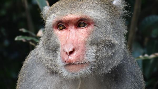 Macaque Taiwan Muzzle Eyes Wallpaper