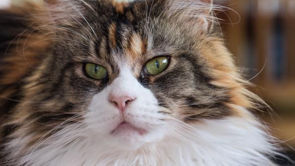 Maine Coon Cat Muzzle Fluffy Wallpaper