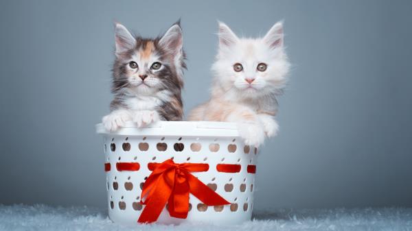 Maine Coon Cats Cute Kittens Image Wallpaper