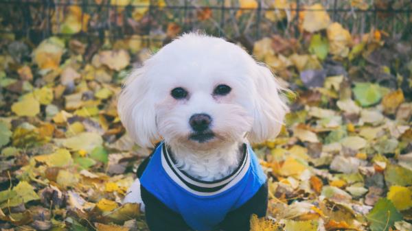 Maltese Dog Dog Muzzle Suit Wallpaper