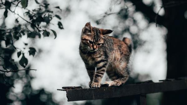 Manx Cat Kitten Wallpaper