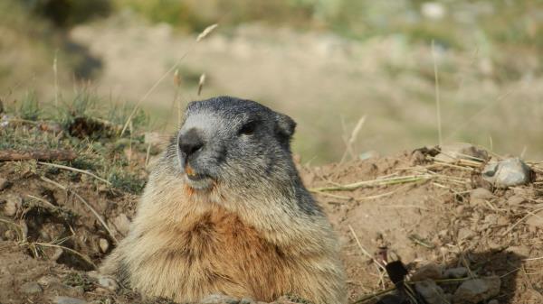 Marmot Alps Rodent Muzzle Wallpaper