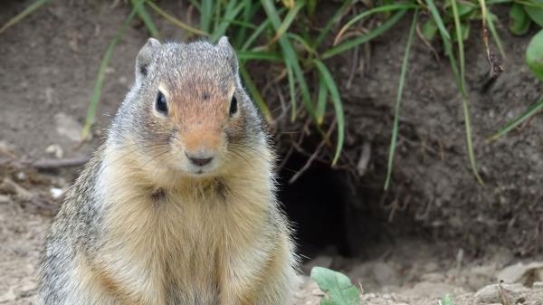 Marmot Animal Sitting Fat Wallpaper