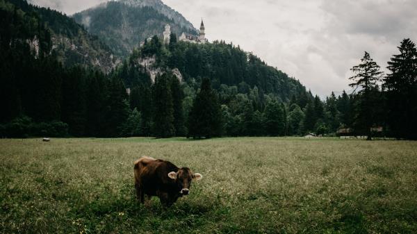 Meadow Bull Mountains Wallpaper
