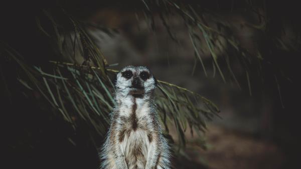 Meerkat Animal Standing Funny Wallpaper
