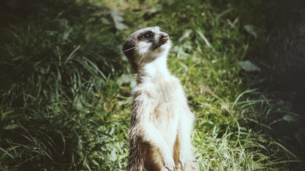 Meerkat Standing Funny Wallpaper