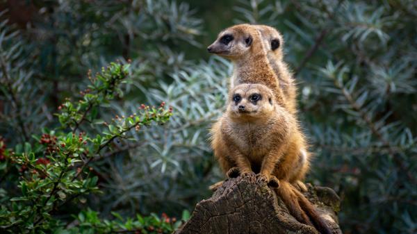 Meerkats Animals Cute Wallpaper