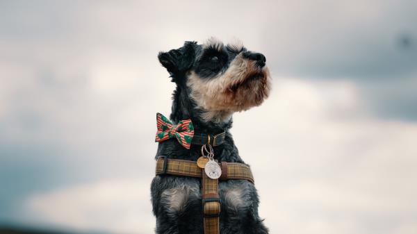 Miniature Schnauzer Dog Face Wallpaper