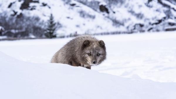 Mink Animal Snow Wallpaper