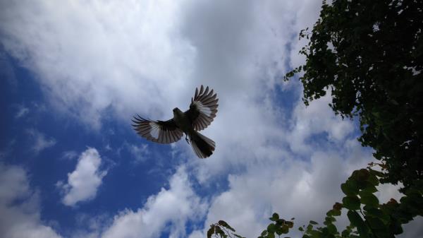 Mockingbird Bird Wings Wallpaper