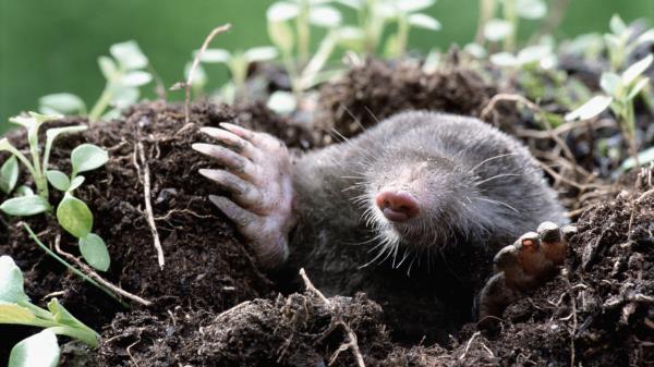 Mole Earth Dirt Grass Hole Wallpaper
