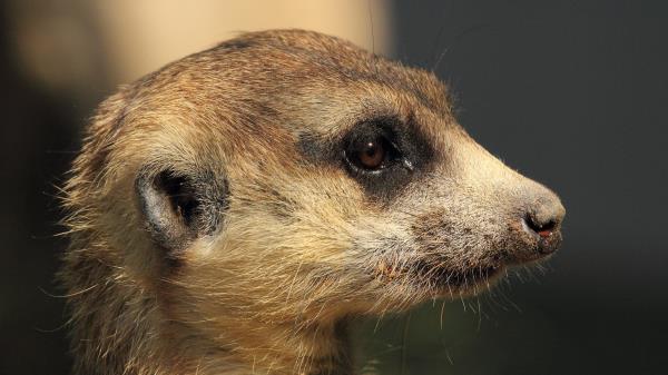 Mongoose Meerkat Muzzle Wallpaper