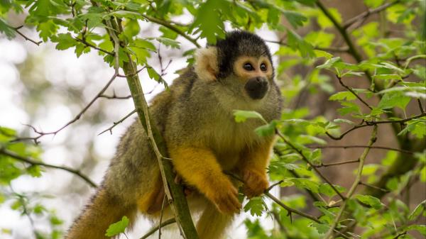 Monkey Animal Cute Wallpaper