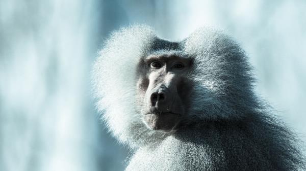 Monkey Baboon Muzzle Fluffy Wallpaper