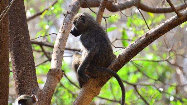 Monkey Branch Sitting Wallpaper