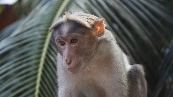 Monkey Branch Tree Animal Wallpaper