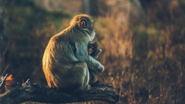 Monkey Cub Care Wallpaper