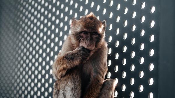 Monkey Cute Cub Wallpaper
