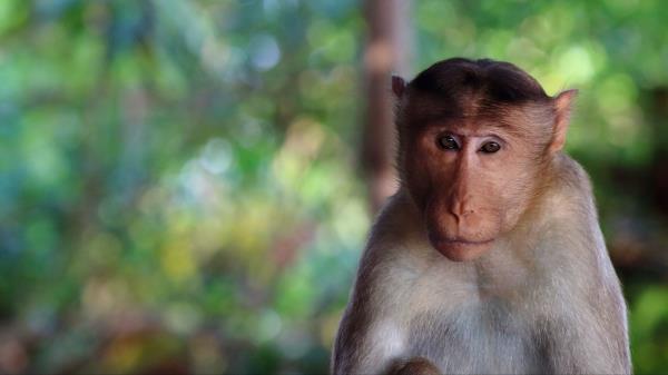 Monkey Face Blurring Wallpaper