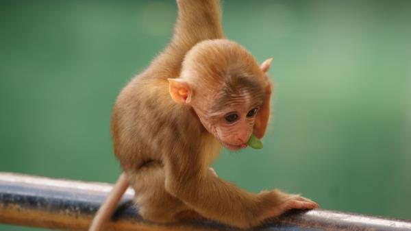 Monkey Funny Little Wallpaper