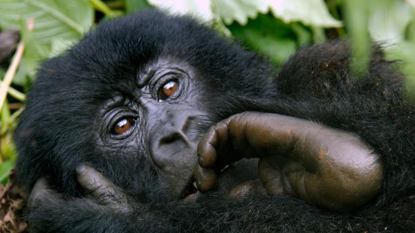 Monkey Hand Fur Wallpaper