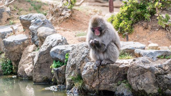 Monkey Japan Stones Wallpaper