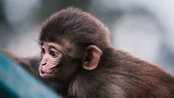 Monkey Muzzle Funny Wallpaper