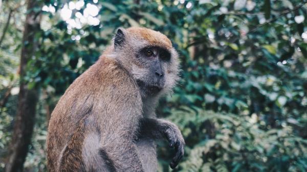 Monkey Sitting Primate Wallpaper