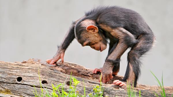 Monkey Timber Bark Grass Curiosity Wallpaper