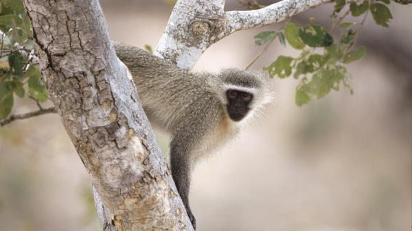 Monkey Tree Branche Wallpaper