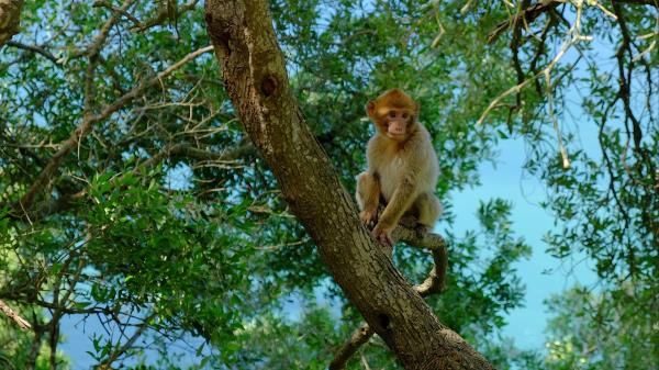 Monkey Tree Twigs Wallpaper