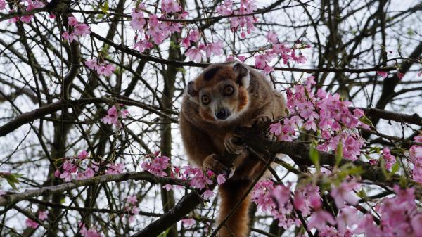 Monkey Tree Zoo Wallpaper
