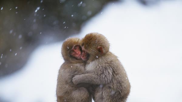 Monkeys Couple Embrace Snow Caring Wallpaper