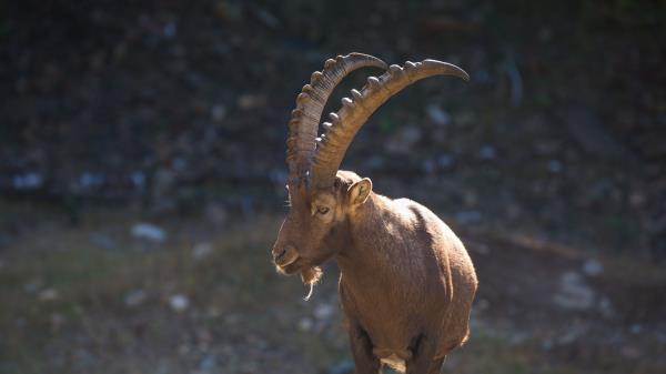 Mountain Goat Horn Alps Wallpaper