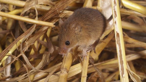 Mouse Mammal Rodent Wallpaper