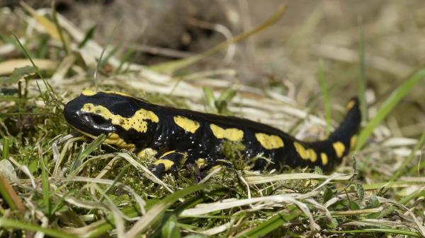 Newt Tail Gras Wallpaper
