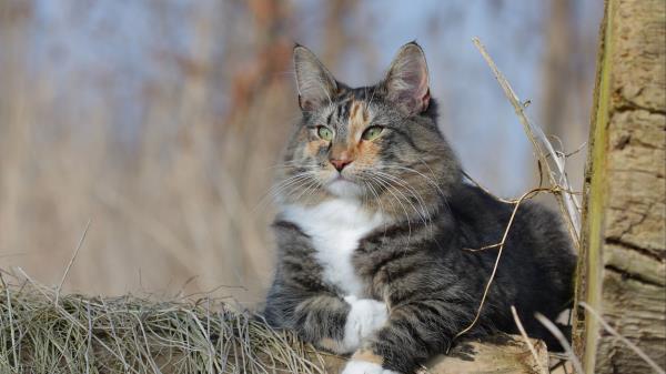 Norwegian Forest Cat Cat Fluffy Wallpaper