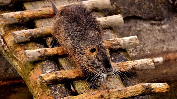 Nutria Dam Coypu Rodent Wallpaper