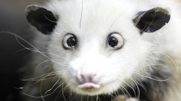 Opossum Face Tongue Hair Wallpaper